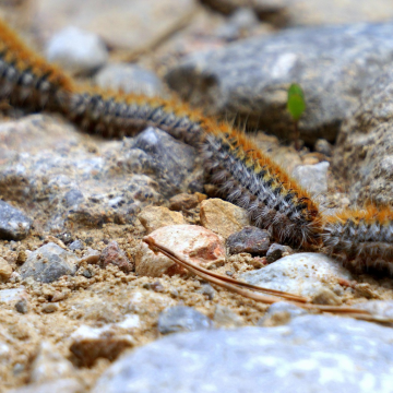 la saison des chenilles processionnaires approche !