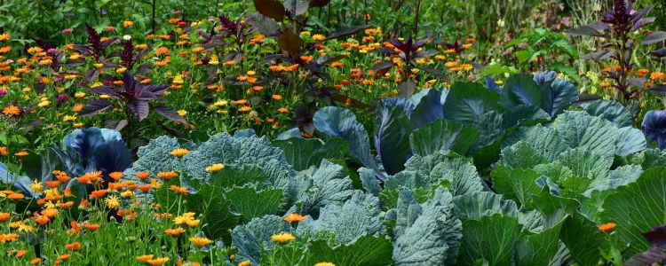 Jardins familiaux