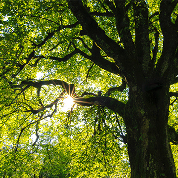 Compteur d'arbres de la commune de Castelginest